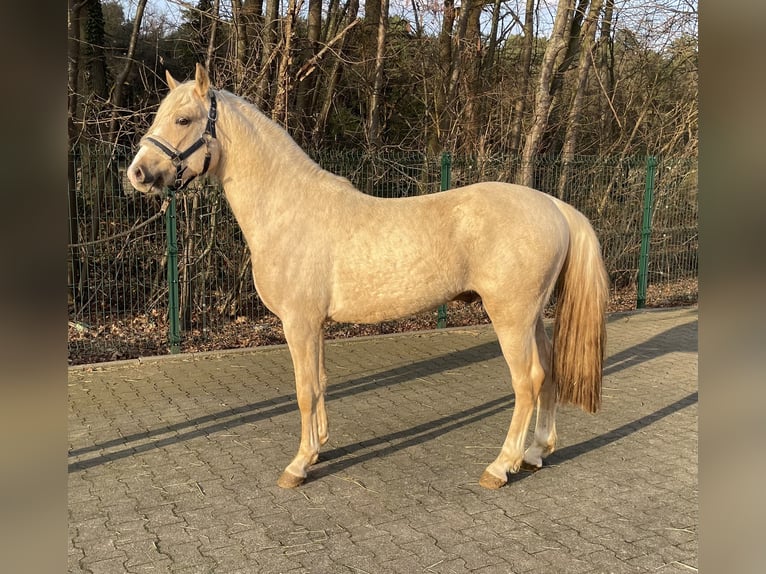 Palomino Stallone 3 Anni 140 cm Palomino in Verl