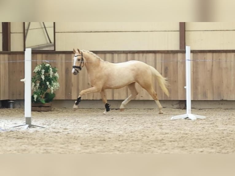 Palomino Stallone 3 Anni 146 cm Palomino in Oost West en Middelbeers