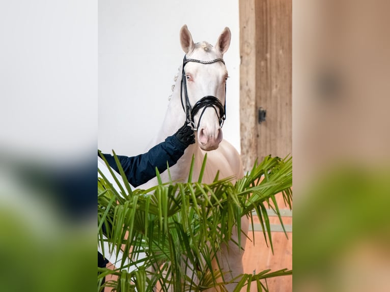 Palomino Stallone 3 Anni 167 cm Cremello in Altenstadt