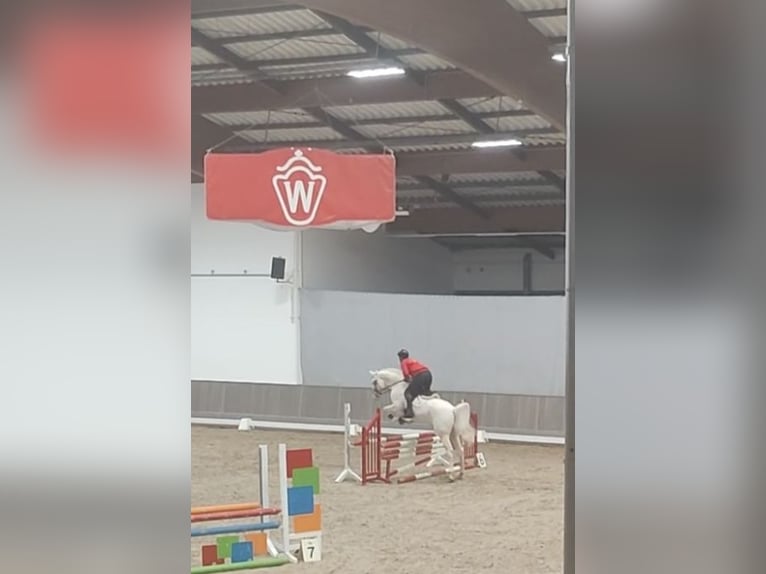 Palomino Stallone 4 Anni 165 cm Cremello in Hemmet