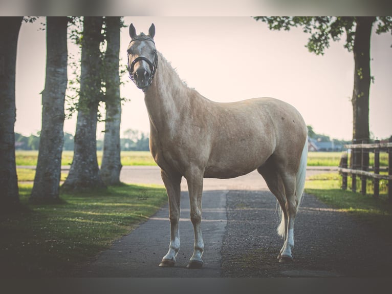 Palomino Stallone 7 Anni 139 cm Palomino in Boijl