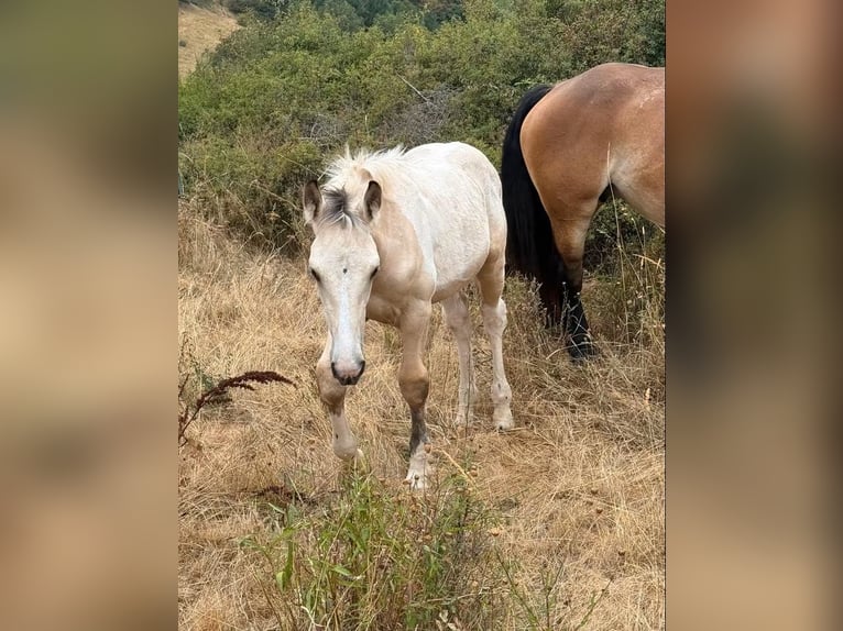 Palomino Mix Stallone Puledri (04/2026) 160 cm  in Daleiden