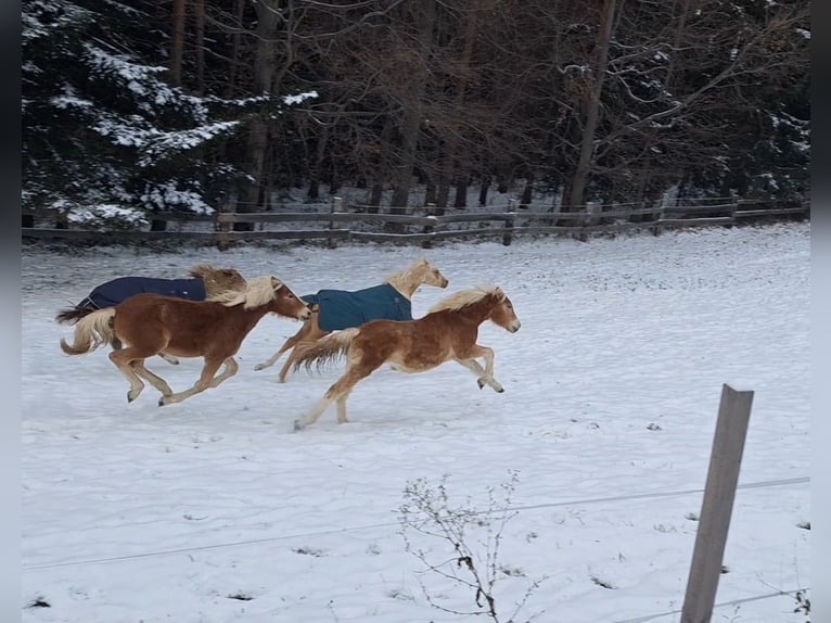 Palomino Stallone Puledri (10/2025) Palomino in Scheiblingkirchen-Thernberg