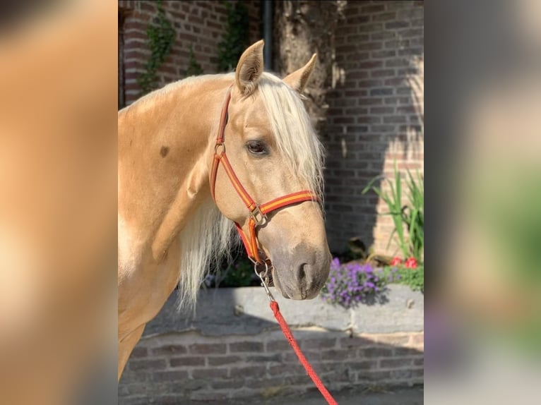 Palomino Sto 1 år 163 cm Palomino in Epen