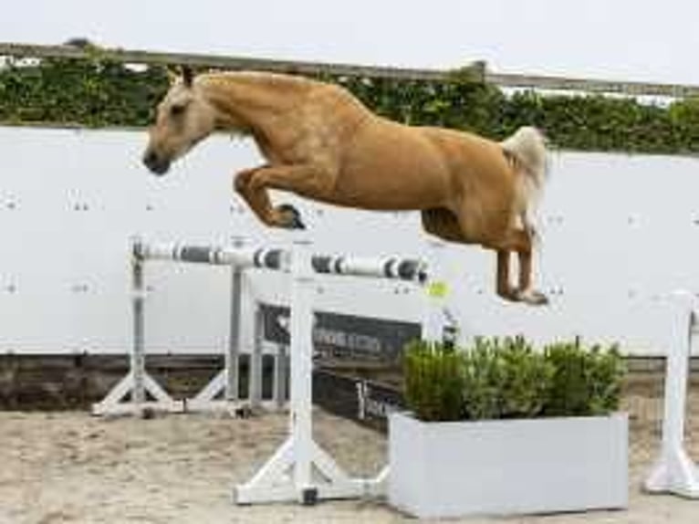 Palomino Sto 3 år 146 cm Palomino in Waddinxveen