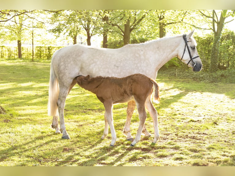 Palomino Sto 4 år 168 cm Pärla in Bocholt