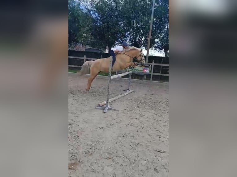 Palomino Sto 7 år 140 cm Cremello in Laarne