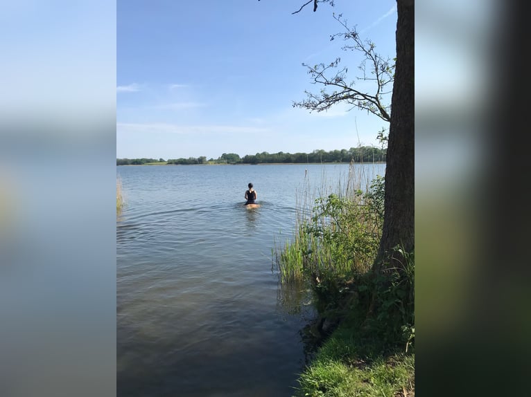 Palomino Stute 11 Jahre 138 cm in Timmendorfer Strand