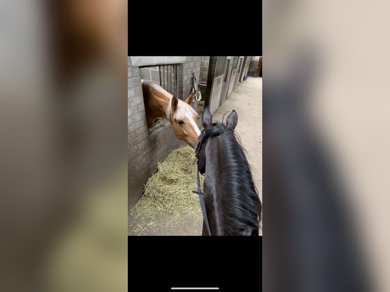 Palomino Mix Stute 11 Jahre 160 cm Palomino in hoogstraten