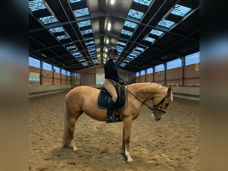 Palomino Mix Stute 11 Jahre 160 cm Palomino in hoogstraten