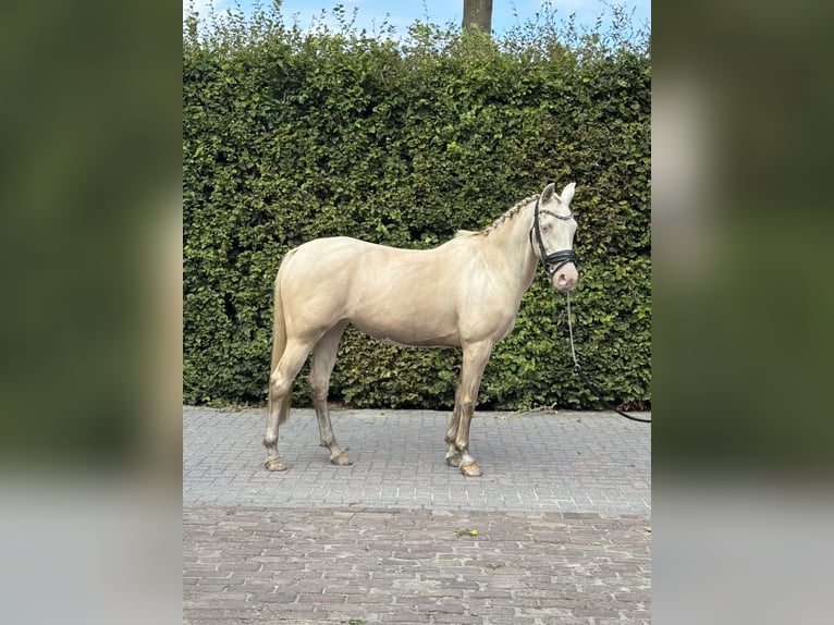Palomino Stute 14 Jahre 154 cm Perlino in Veghel