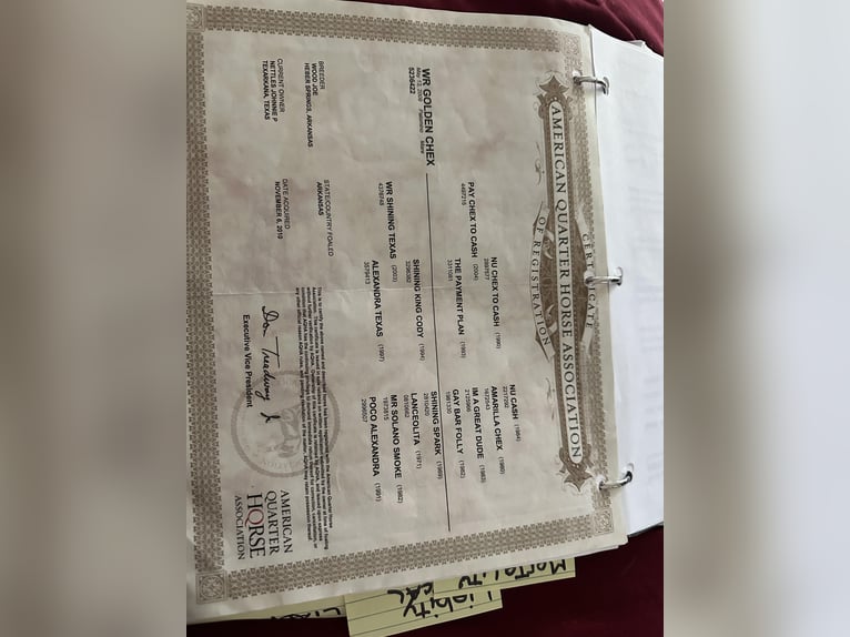 Palomino Stute 16 Jahre 142 cm Palomino in San Juan Capistrano, CA