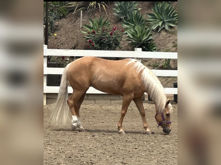 Palomino Stute 16 Jahre 142 cm Palomino in San Juan Capistrano, CA