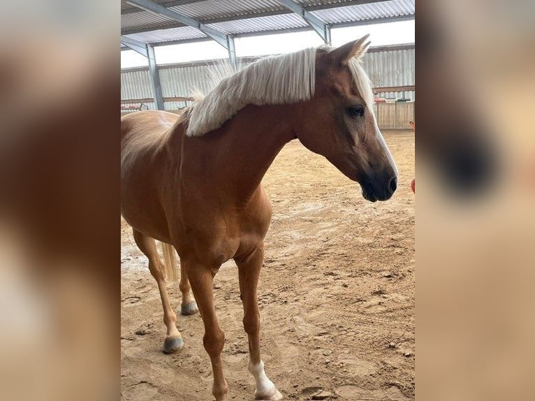 Palomino Stute 19 Jahre 143 cm Palomino in Neuenhaus