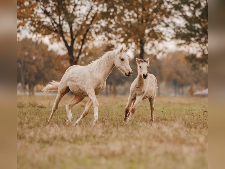 Palomino Stute 1 Jahr 157 cm Buckskin in Thedinghausen