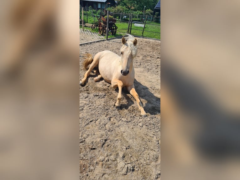 Palomino Stute 1 Jahr 163 cm Palomino in Epen