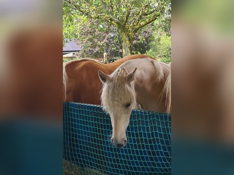 Palomino Stute 1 Jahr 163 cm Palomino in Epen