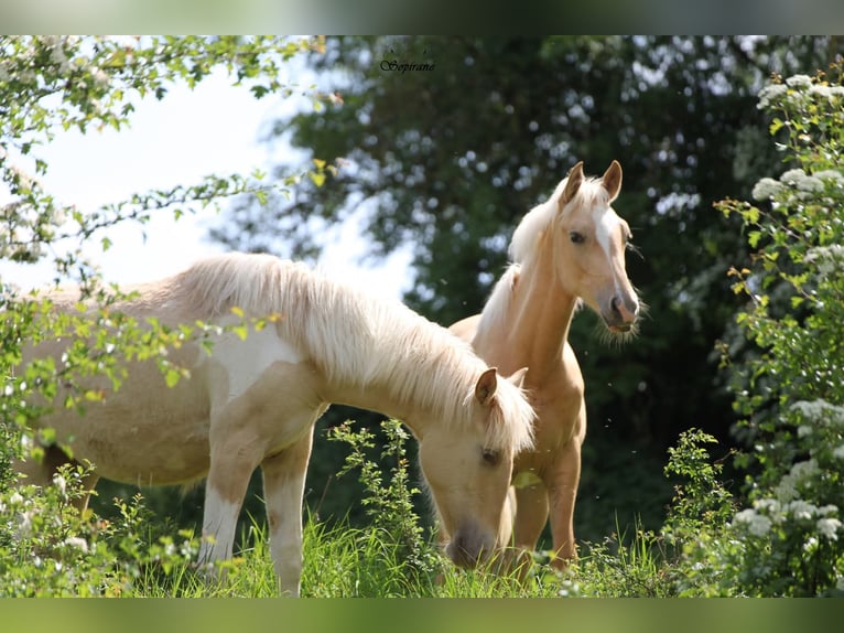 Palomino Stute 1 Jahr  in Le Thuel