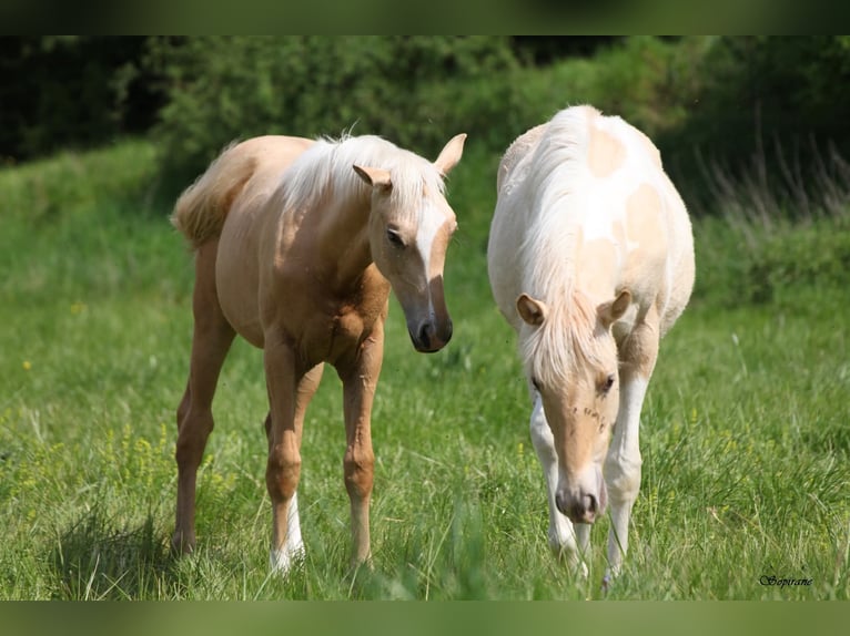 Palomino Stute 1 Jahr  in Le Thuel
