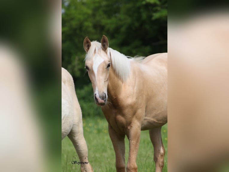 Palomino Stute 1 Jahr  in Le Thuel