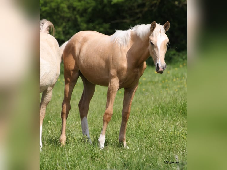 Palomino Stute 1 Jahr  in Le Thuel