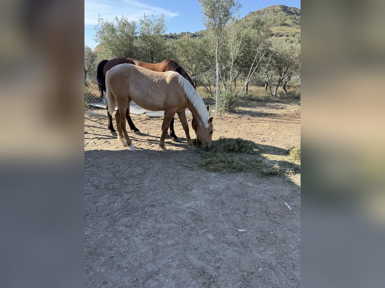 Palomino Stute 1 Jahr Palomino in Aspe