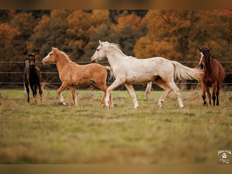 Palomino Stute 2 Jahre 157 cm Palomino in Thedinghausen
