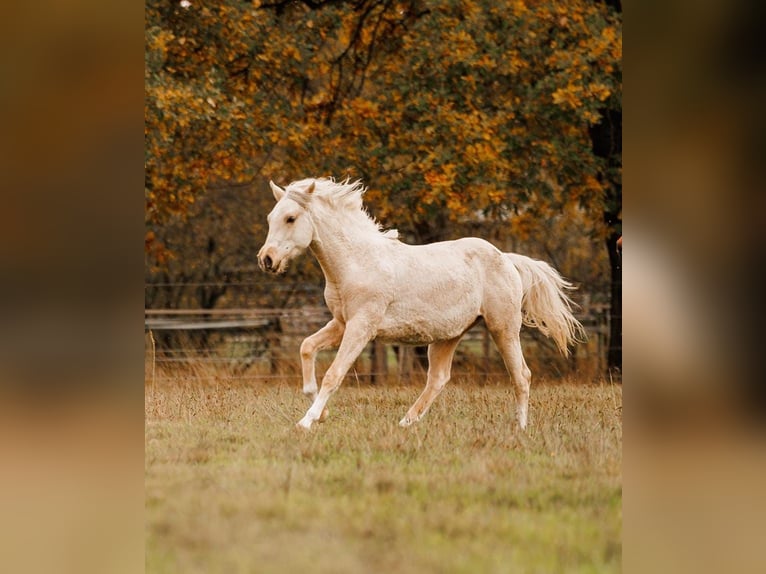 Palomino Stute 2 Jahre 157 cm Palomino in Thedinghausen