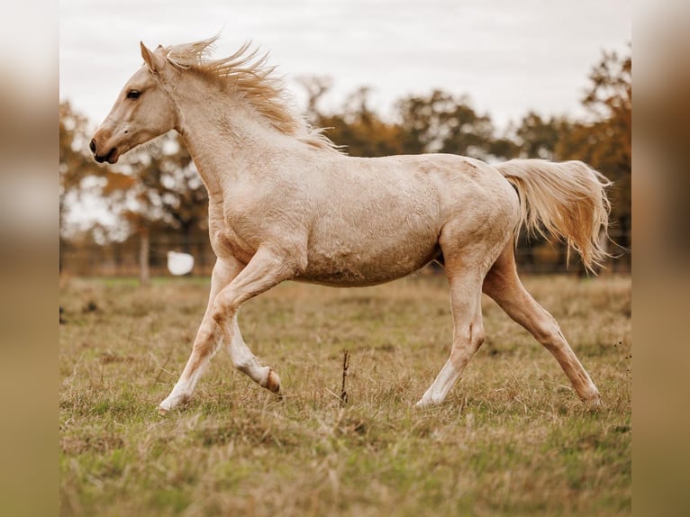 Palomino Stute 2 Jahre 157 cm Palomino in Thedinghausen