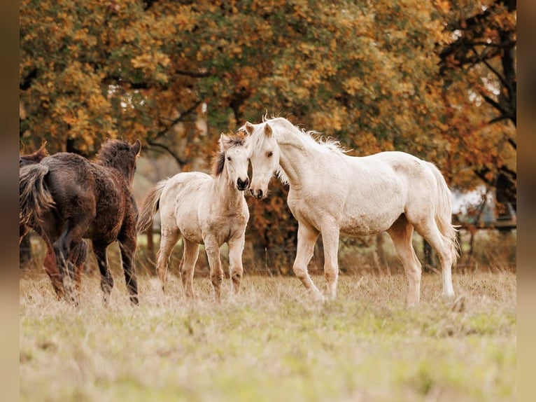 Palomino Stute 2 Jahre 157 cm Palomino in Thedinghausen