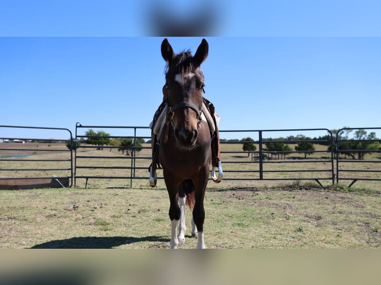 Palomino Mix Stute 3 Jahre 132 cm Brauner in Leonard