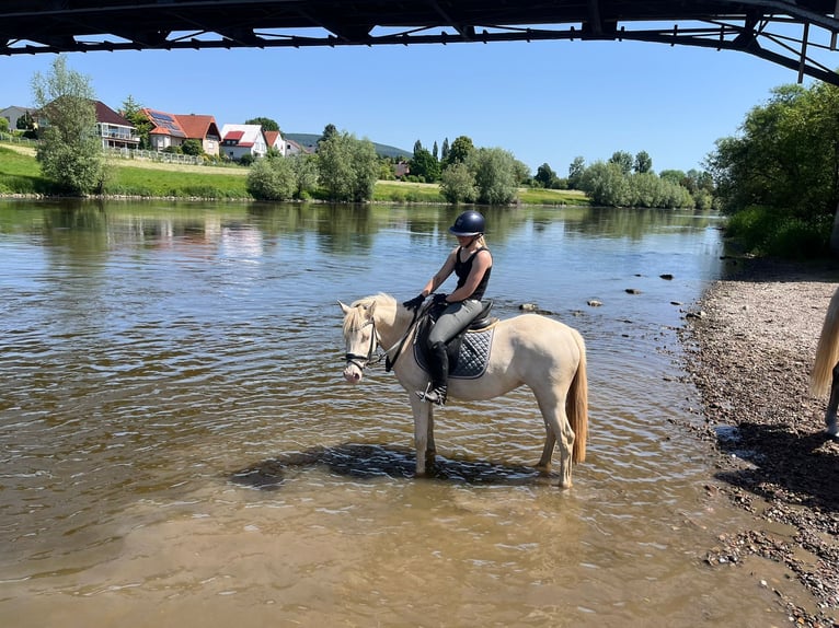 Palomino Stute 3 Jahre 141 cm Palomino in Porta Westfalica