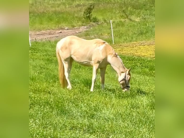 Palomino Stute 3 Jahre 147 cm Overo-alle-Farben in Weira Gewerbegebiet