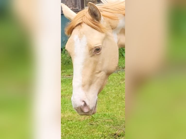 Palomino Stute 3 Jahre 147 cm Overo-alle-Farben in Weira Gewerbegebiet
