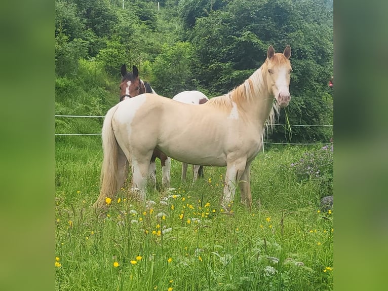 Palomino Stute 3 Jahre 147 cm Overo-alle-Farben in Weira Gewerbegebiet