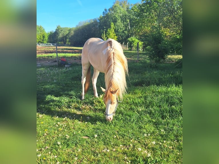 Palomino Stute 3 Jahre 147 cm Overo-alle-Farben in Weira Gewerbegebiet