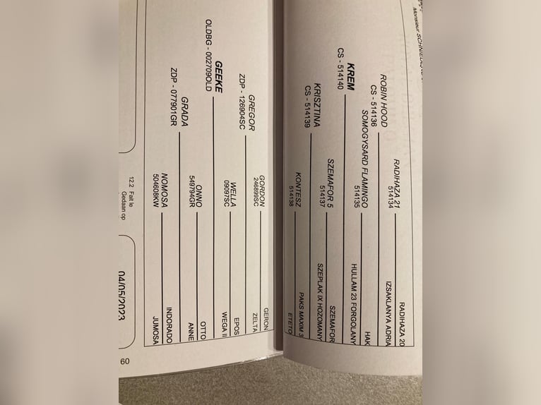 Palomino Stute 3 Jahre 160 cm Palomino in Neulehe