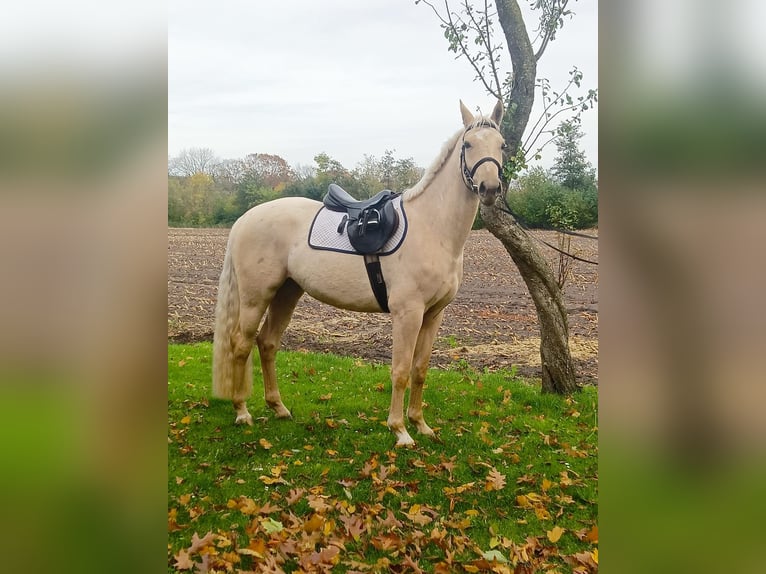 Palomino Stute 3 Jahre 160 cm Palomino in Neulehe