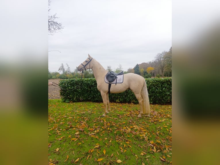 Palomino Stute 3 Jahre 160 cm Palomino in Neulehe