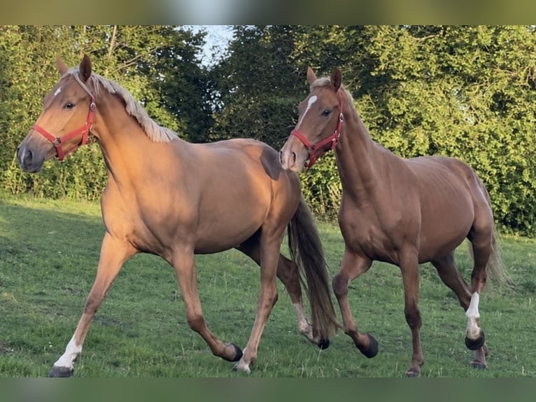 Palomino Stute 3 Jahre 163 cm Palomino in Flarupholz