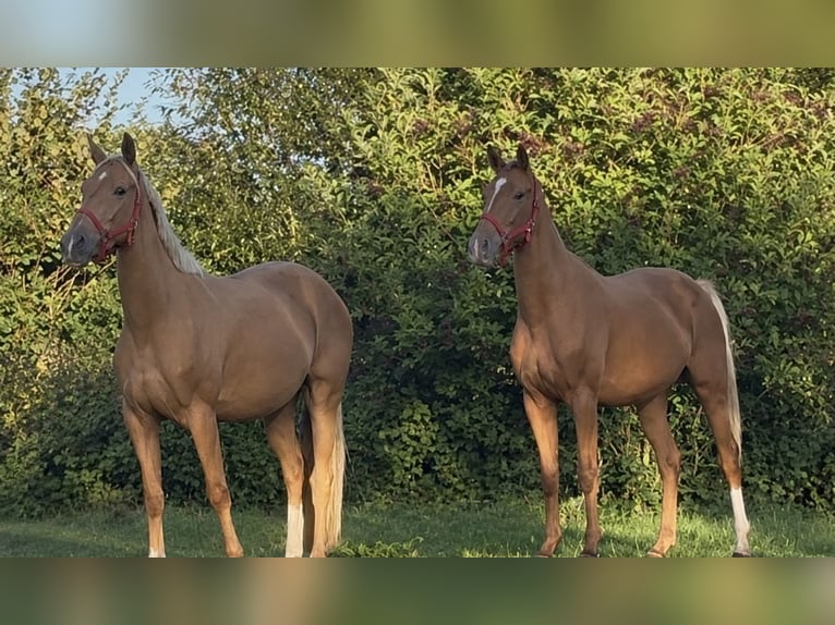 Palomino Stute 3 Jahre 163 cm Palomino in Flarupholz
