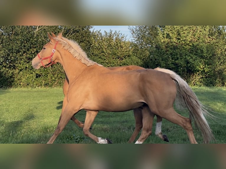 Palomino Stute 3 Jahre 163 cm Palomino in Flarupholz