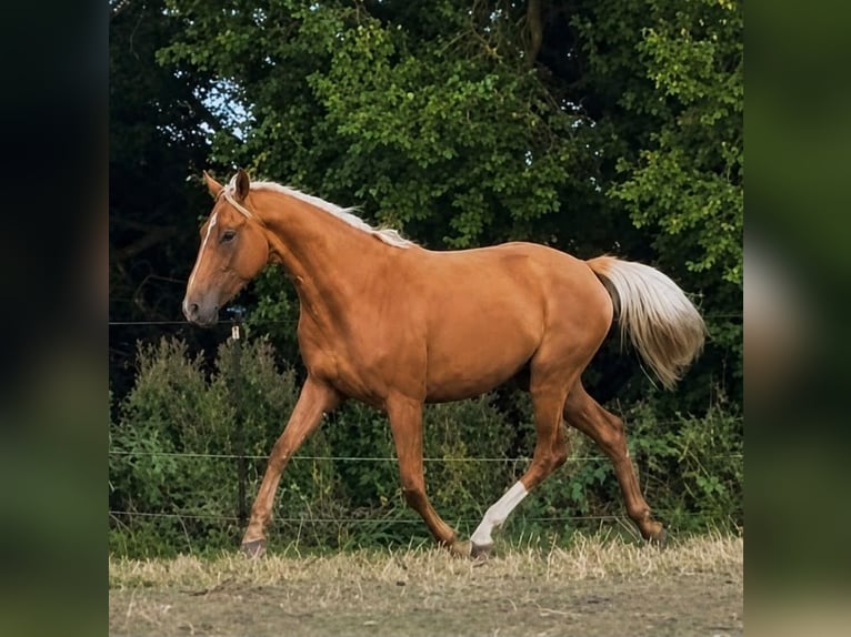 Palomino Stute 3 Jahre 163 cm Palomino in Flarupholz