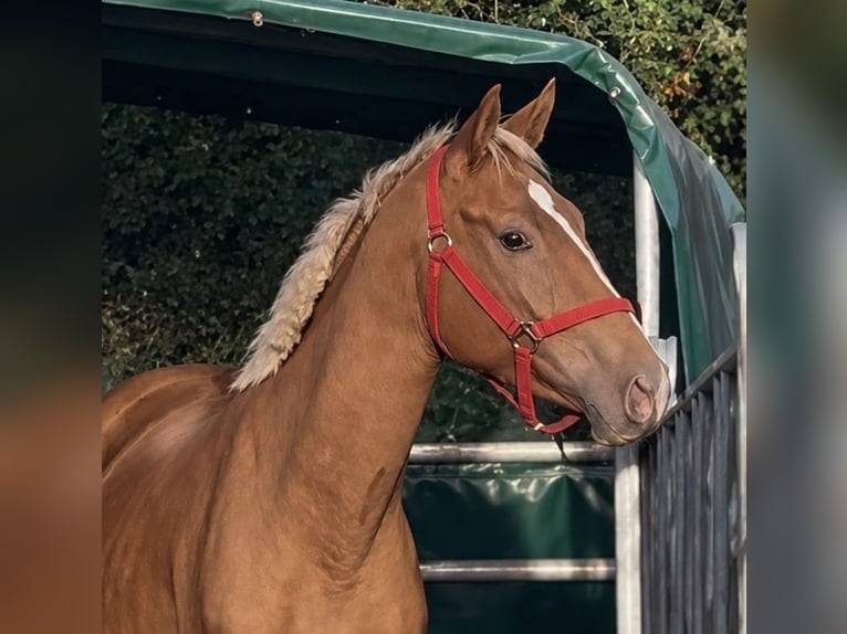 Palomino Stute 3 Jahre 163 cm Palomino in Flarupholz
