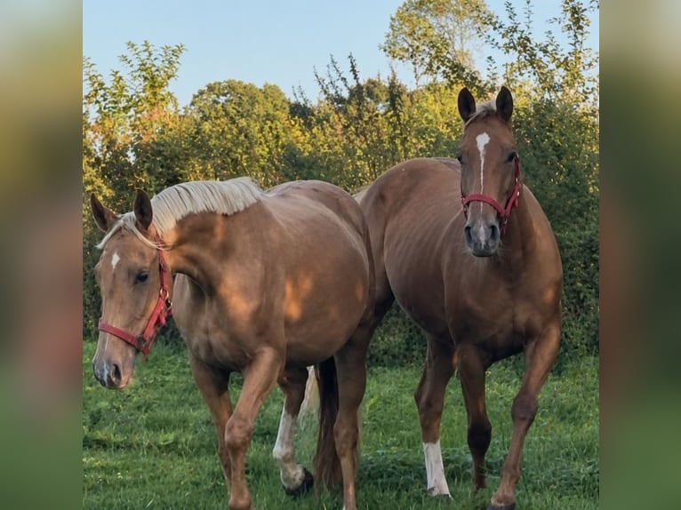 Palomino Stute 3 Jahre 163 cm Palomino in Flarupholz