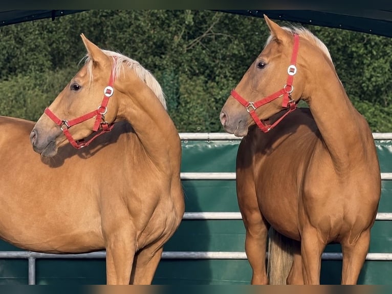 Palomino Stute 3 Jahre 163 cm Palomino in Flarupholz