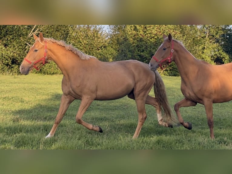Palomino Stute 3 Jahre 163 cm Palomino in Flarupholz