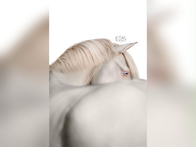 Palomino Stute 4 Jahre 135 cm Perlino in Herne