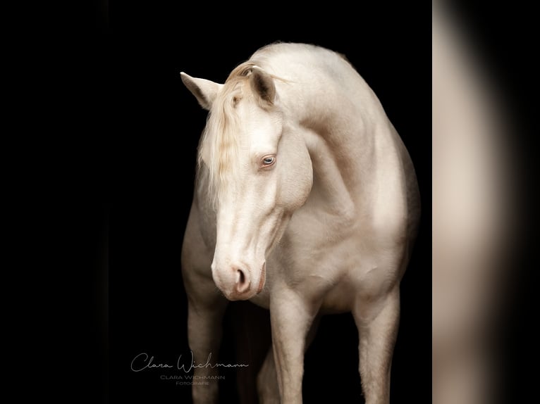 Palomino Stute 4 Jahre 135 cm Perlino in Herne
