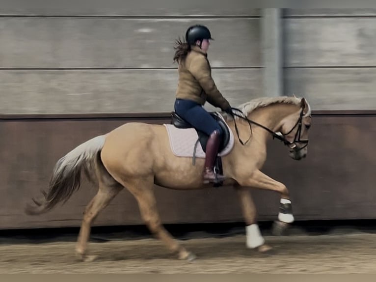 Palomino Stute 4 Jahre 152 cm Palomino in Rucphen